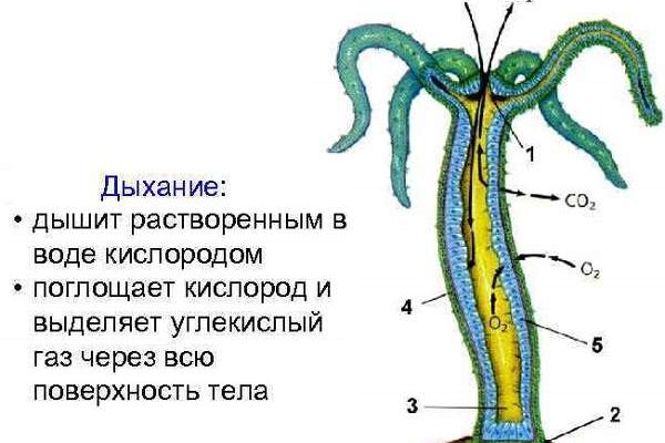 Омг tor